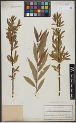Foto von Salix triandra L. x Salix viminalis L.